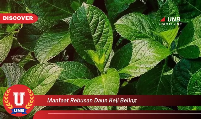 Ketahui 8 Manfaat Rebusan Daun Keji Beling untuk Kesehatan Anda