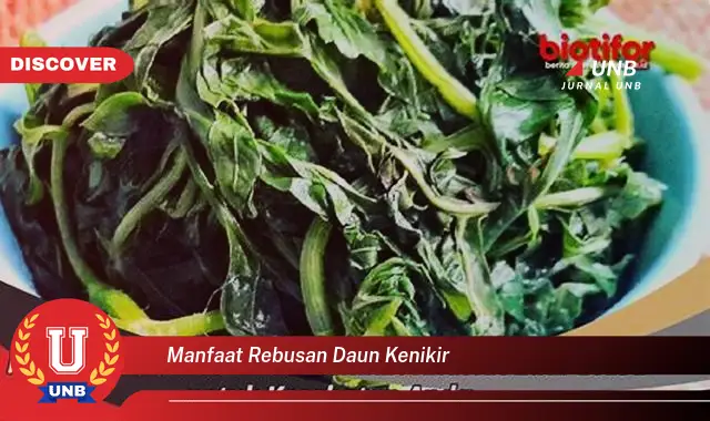 manfaat rebusan daun kenikir