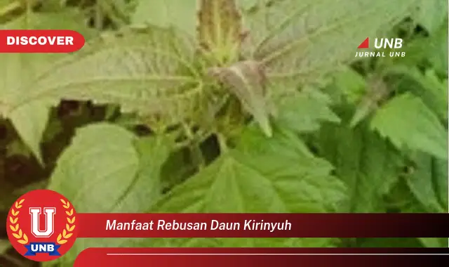 Ketahui 10 Manfaat Rebusan Daun Kirinyuh untuk Kesehatan Tubuh Anda