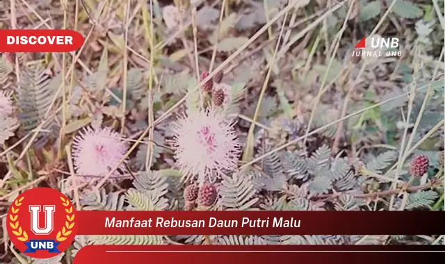 manfaat rebusan daun putri malu