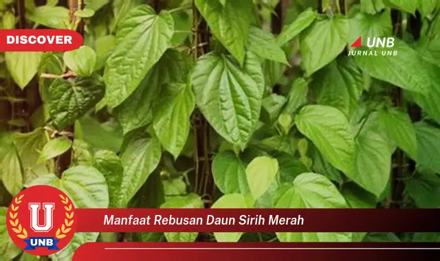 manfaat rebusan daun sirih merah