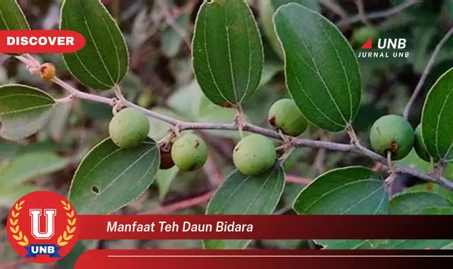 Ketahui 8 Manfaat Teh Daun Bidara untuk Kesehatan Anda