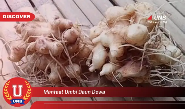 Ketahui 8 Manfaat Umbi Daun Dewa untuk Kesehatan Anda