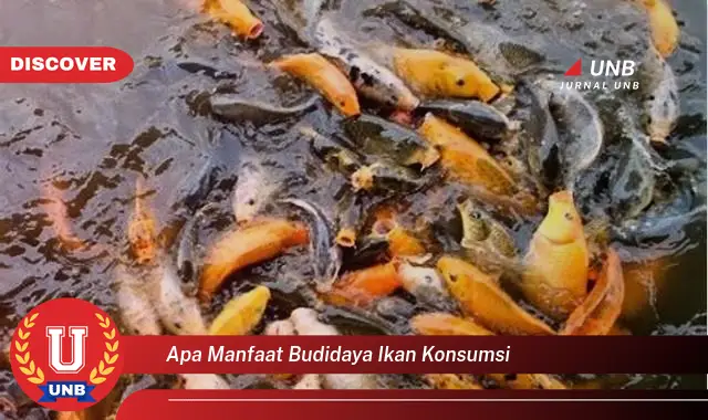 apa manfaat budidaya ikan konsumsi apa manfaat budidaya ikan konsumsi