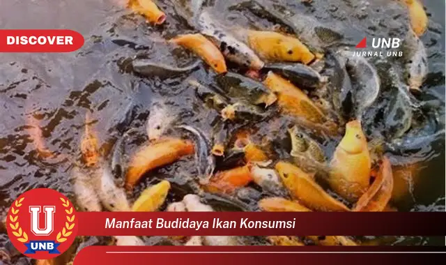 manfaat budidaya ikan konsumsi manfaat budidaya ikan konsumsi