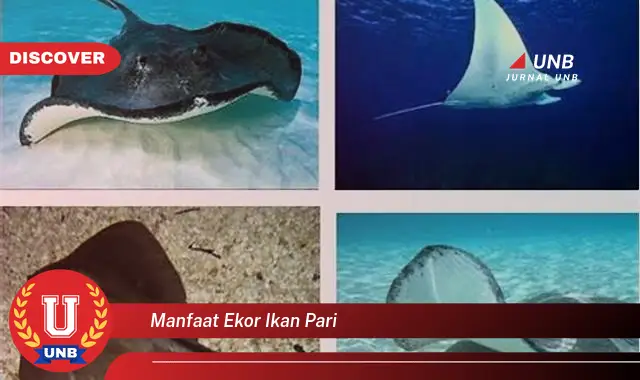 manfaat ekor ikan pari manfaat ekor ikan pari