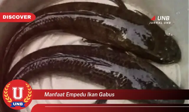 manfaat empedu ikan gabus manfaat empedu ikan gabus