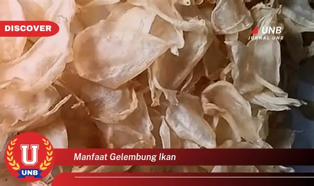 manfaat gelembung ikan manfaat gelembung ikan