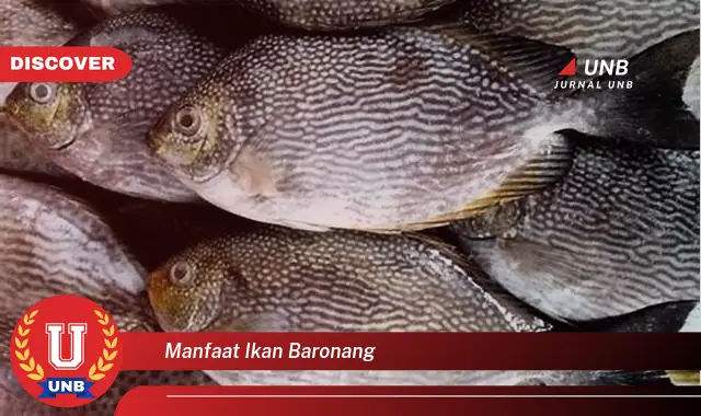 manfaat ikan baronang