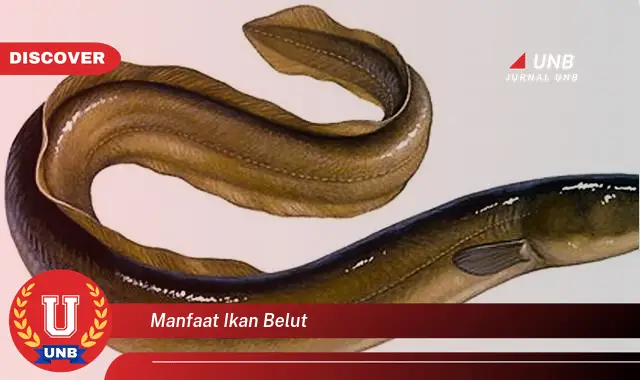 manfaat ikan belut