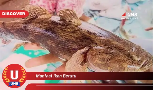 manfaat ikan betutu