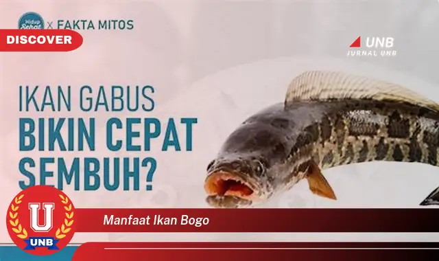 manfaat ikan bogo