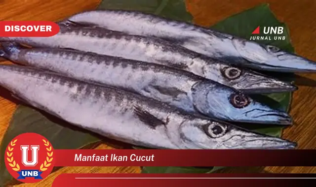 manfaat ikan cucut