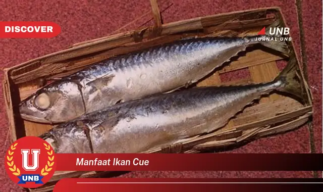 manfaat ikan cue manfaat ikan cue