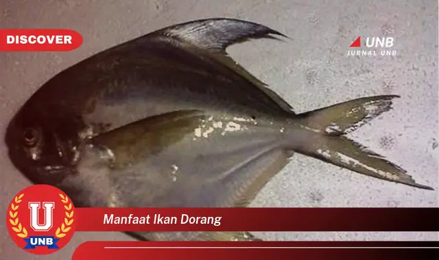 manfaat ikan dorang manfaat ikan dorang