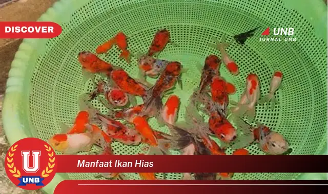 manfaat ikan hias manfaat ikan hias