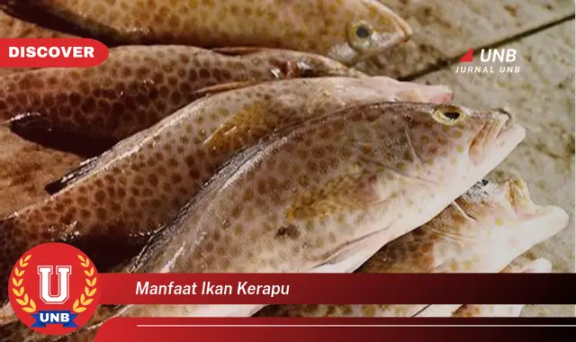 manfaat ikan kerapu