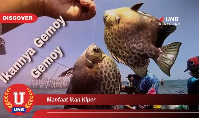 manfaat ikan kiper