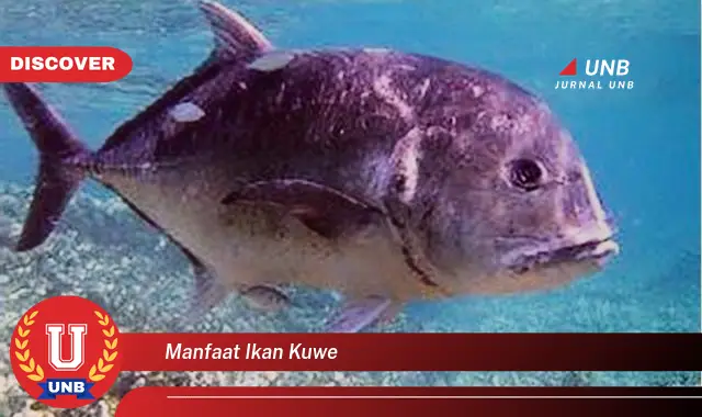 manfaat ikan kuwe