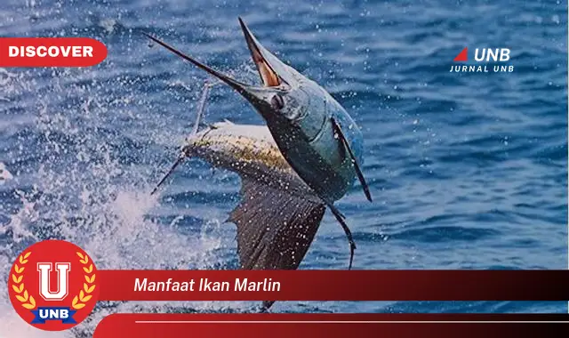 manfaat ikan marlin manfaat ikan marlin
