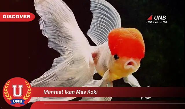 manfaat ikan mas koki