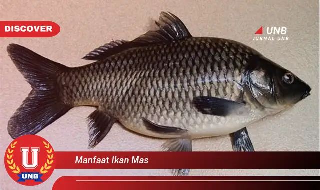 manfaat ikan mas