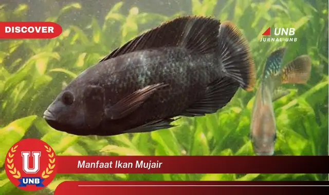 manfaat ikan mujair