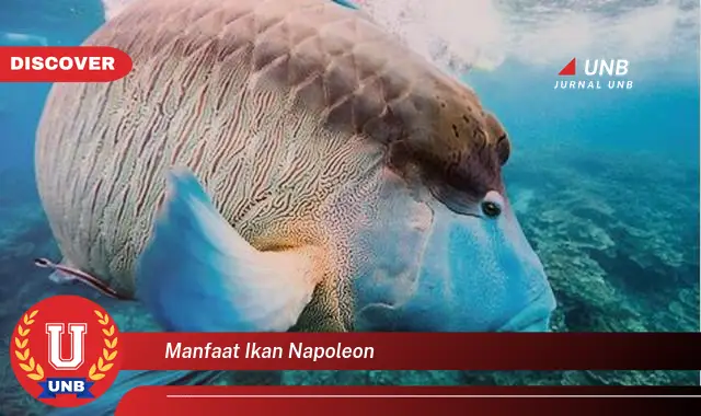 manfaat ikan napoleon manfaat ikan napoleon