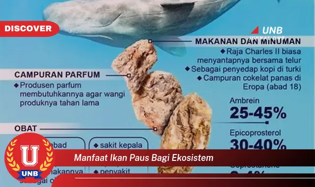 manfaat ikan paus bagi ekosistem