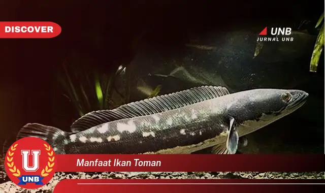 manfaat ikan toman manfaat ikan toman