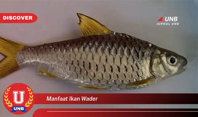 manfaat ikan wader