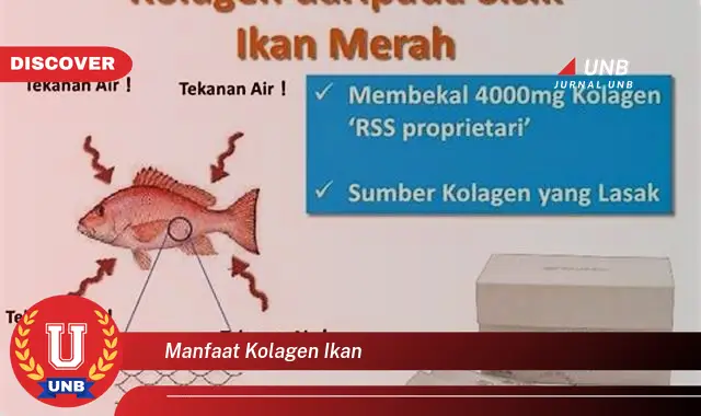 manfaat kolagen ikan