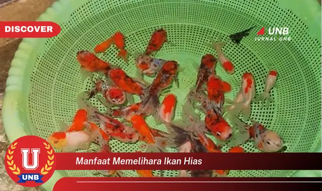 manfaat memelihara ikan hias manfaat memelihara ikan hias