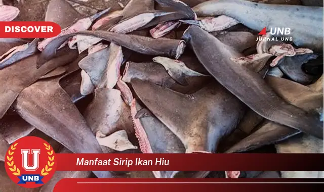 manfaat sirip ikan hiu manfaat sirip ikan hiu
