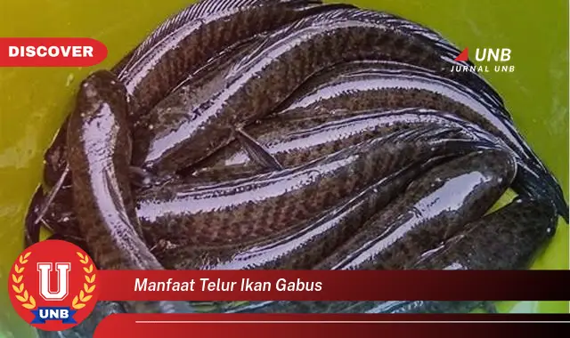 manfaat telur ikan gabus