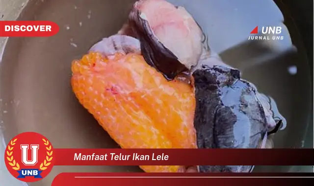 manfaat telur ikan lele