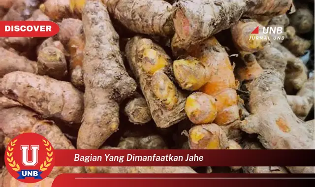 bagian yang dimanfaatkan jahe bagian yang dimanfaatkan jahe