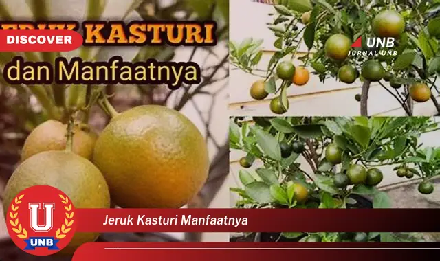 jeruk kasturi manfaatnya