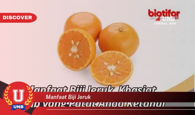 manfaat biji jeruk manfaat biji jeruk