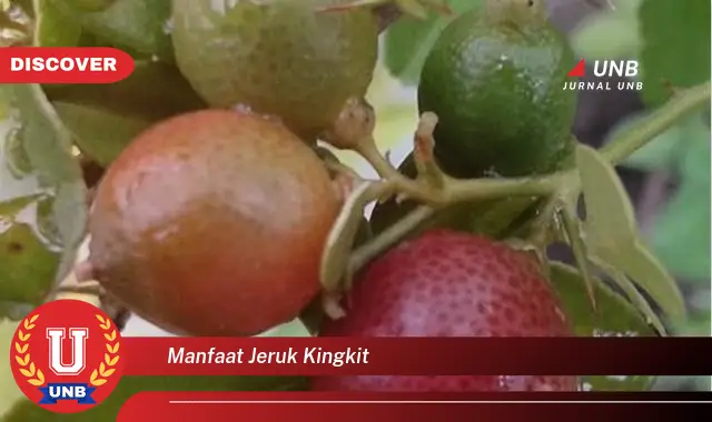 manfaat jeruk kingkit manfaat jeruk kingkit
