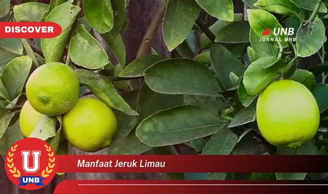 manfaat jeruk limau