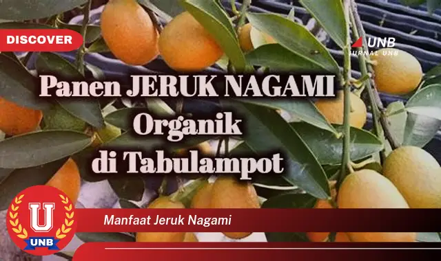 manfaat jeruk nagami manfaat jeruk nagami