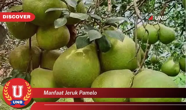 manfaat jeruk pamelo