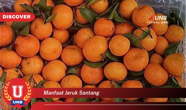 manfaat jeruk santang