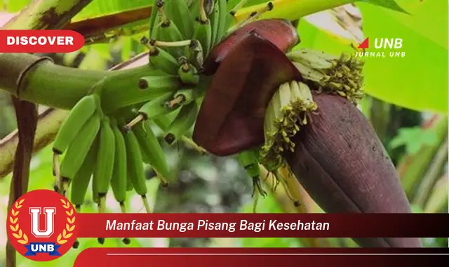 manfaat bunga pisang bagi kesehatan