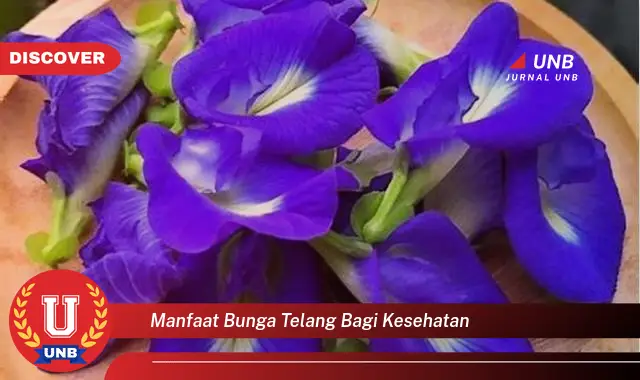 manfaat bunga telang bagi kesehatan