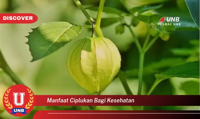 manfaat ciplukan bagi kesehatan manfaat ciplukan bagi kesehatan