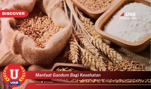 manfaat gandum bagi kesehatan