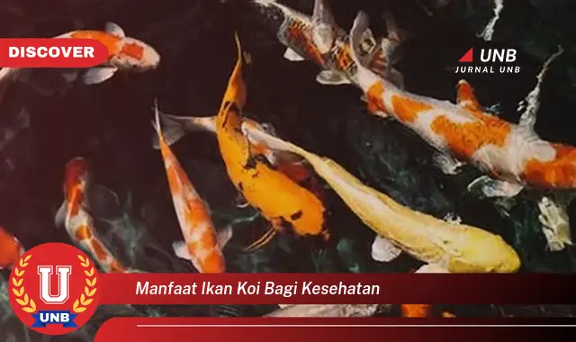 manfaat ikan koi bagi kesehatan