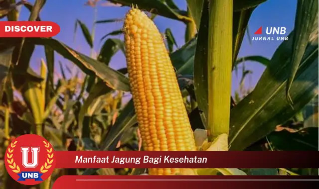 manfaat jagung bagi kesehatan